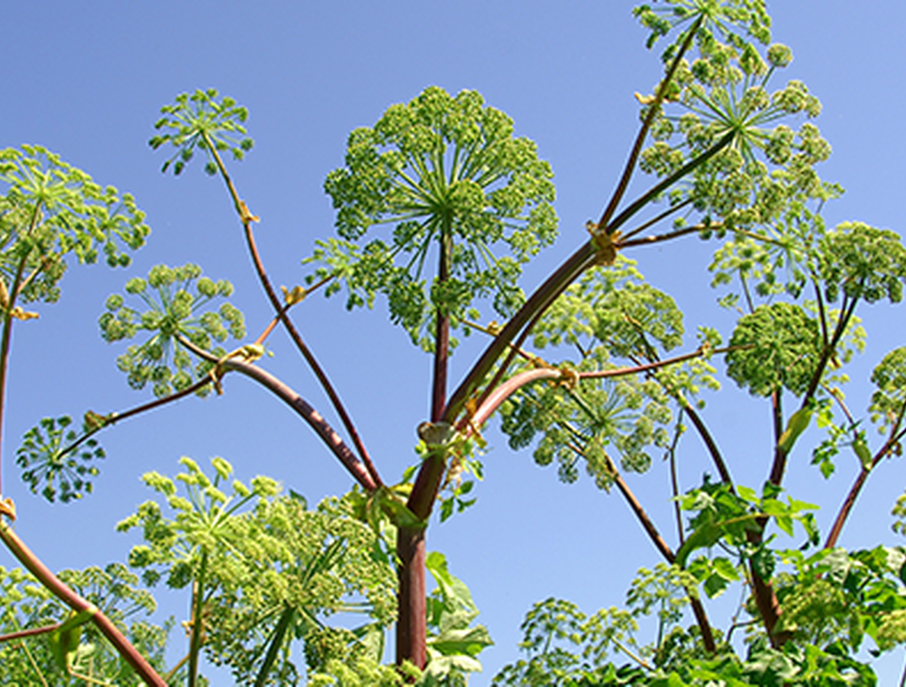 Engelwurz - Angelica archangelica