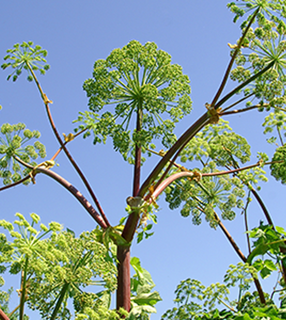 Engelwurz - Angelica archangelica