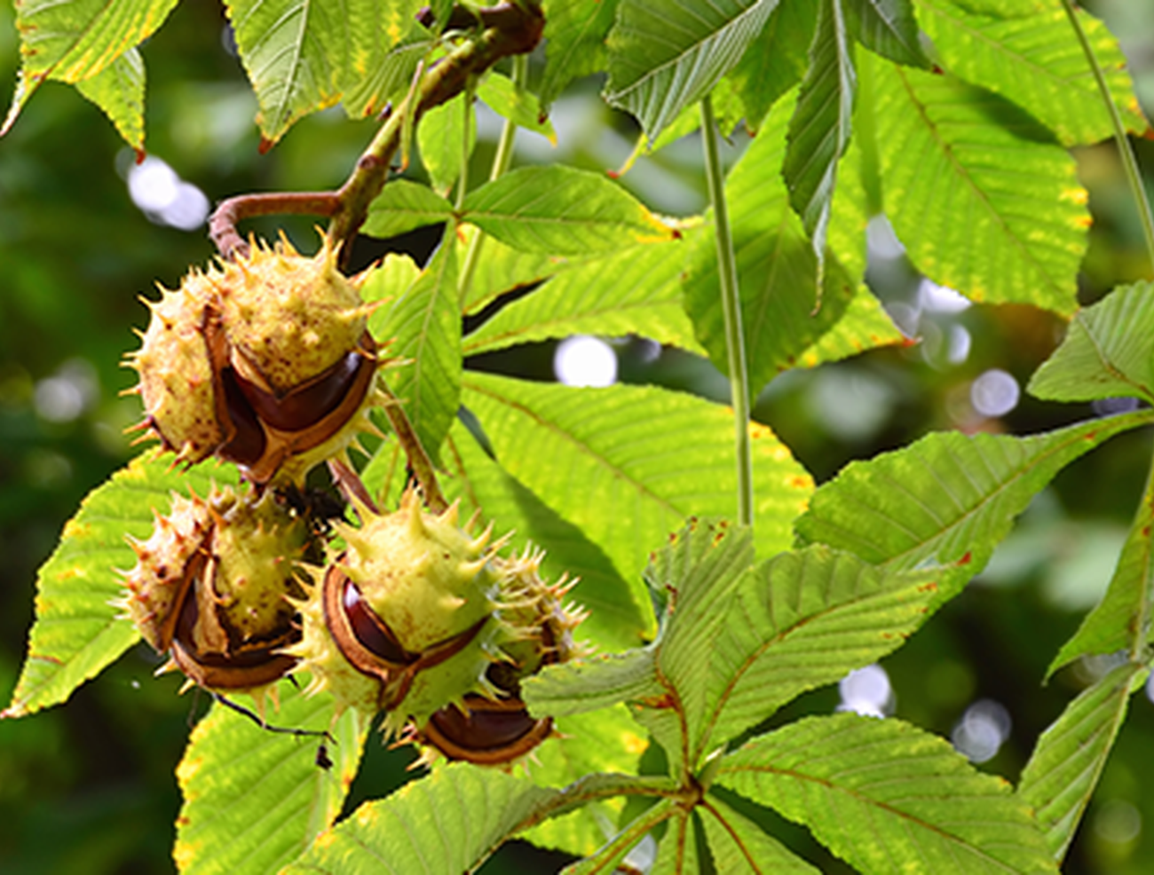 Rosskastanie - Aesculus hippocastanum