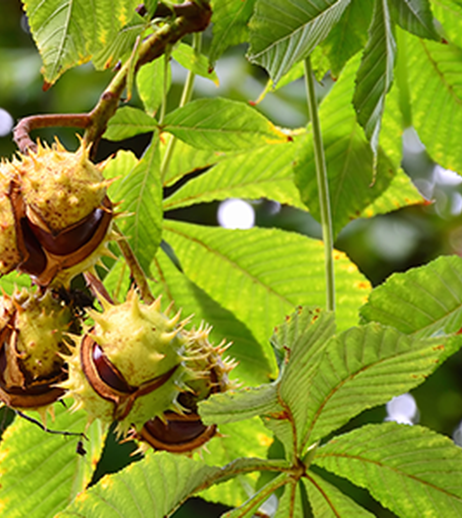 Rosskastanie - Aesculus hippocastanum