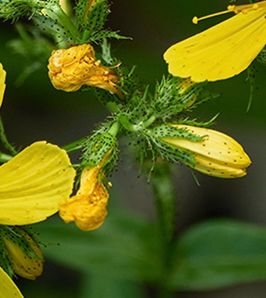 Johanniskraut - Hypericum perforatum