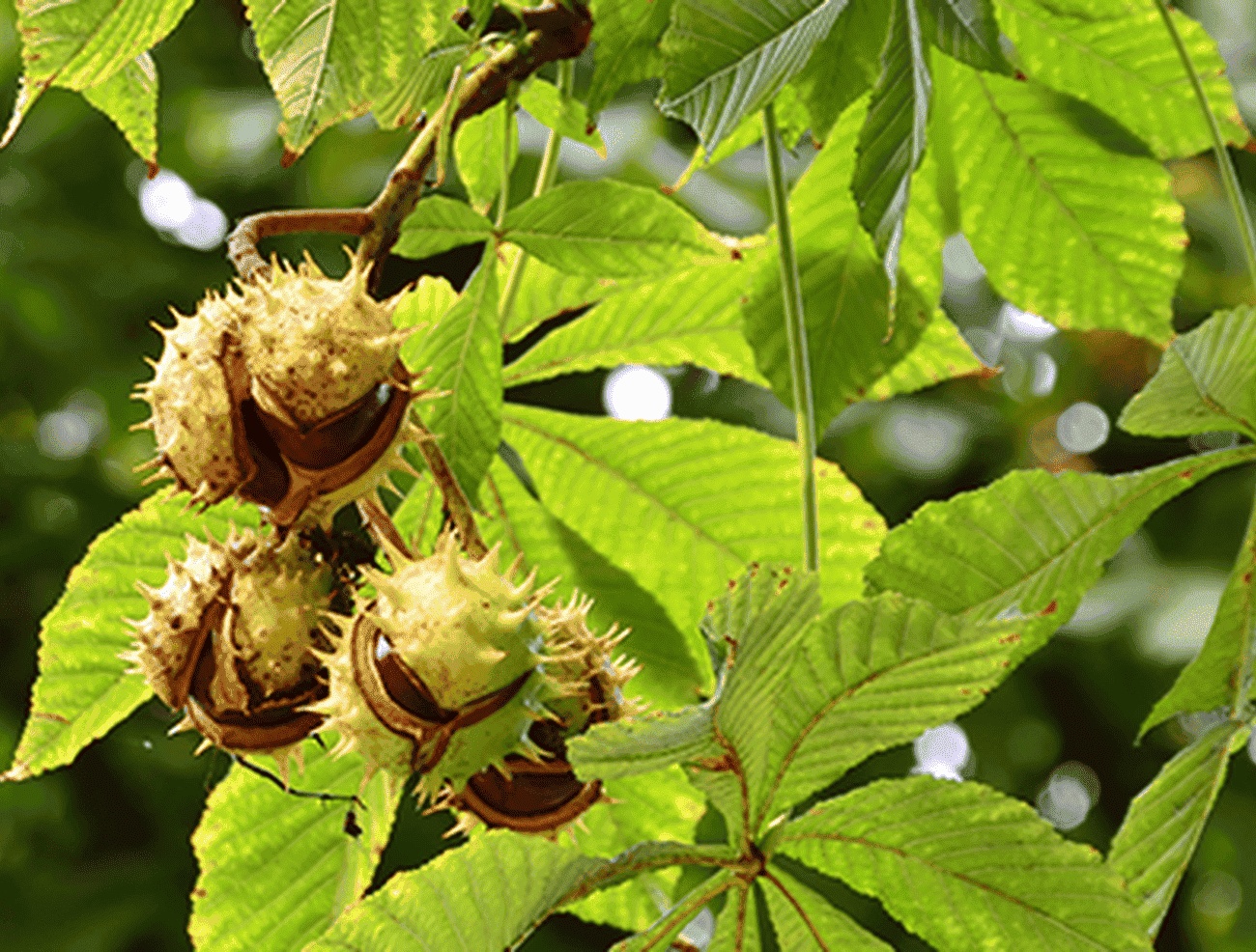 Rosskastanie - Aesculus hippocastanum