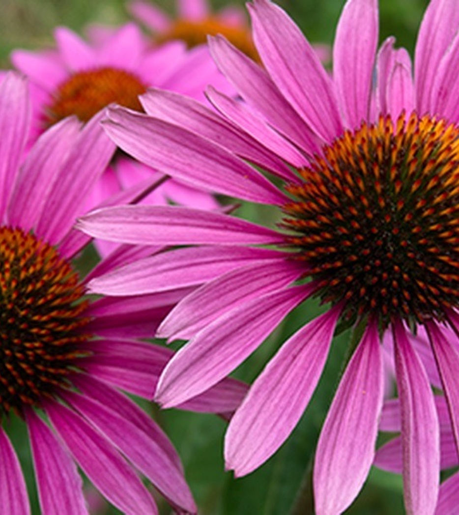 Spagyrik – Einzigartig, genau wie Sie