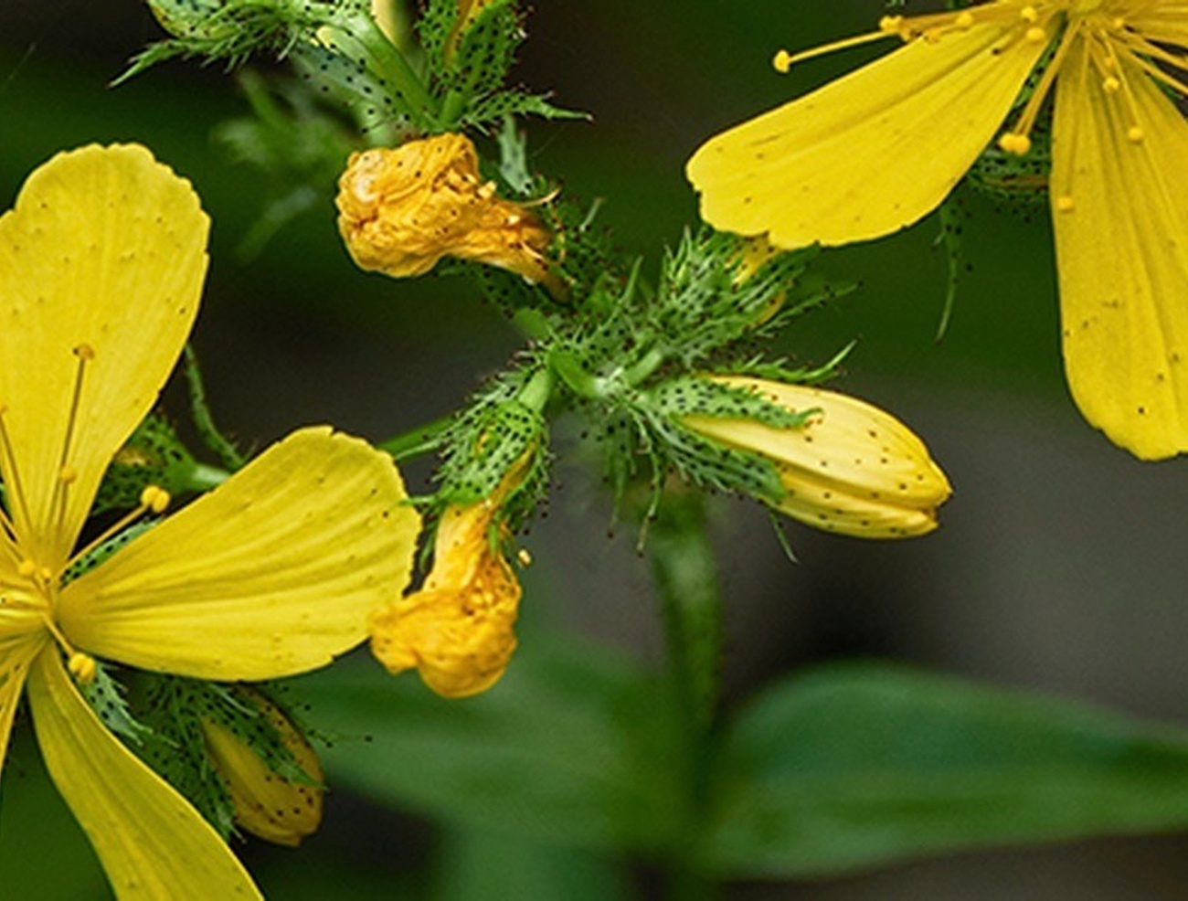 Johanniskraut - Hypericum perforatum